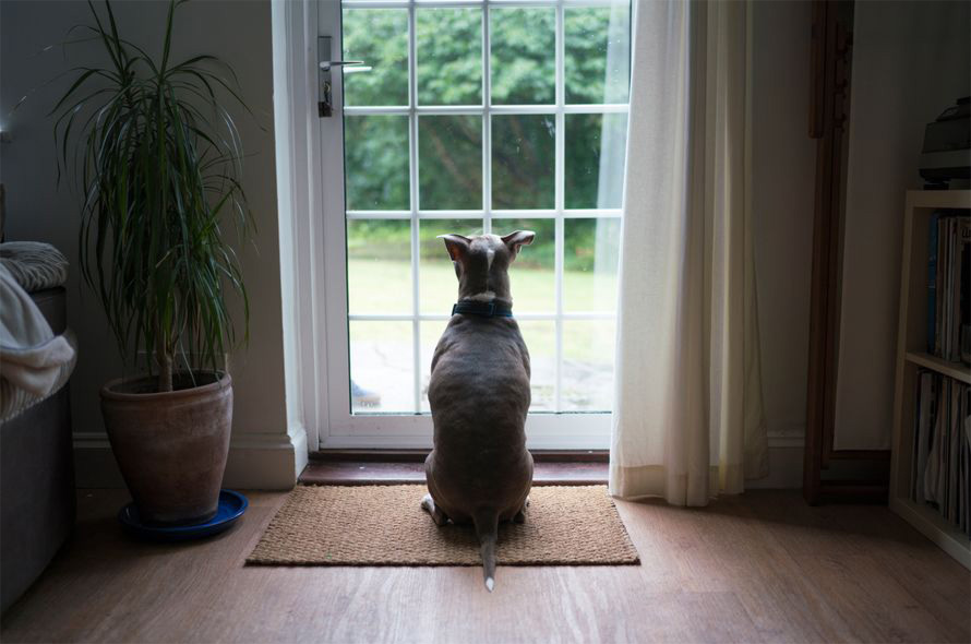 Train your dog to use the toilet outlet